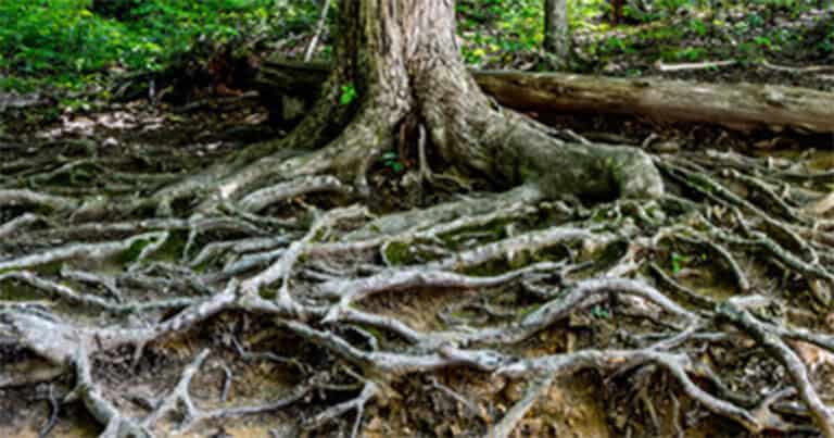 tree roots at ground surface